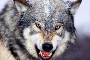 Mad Wolf722476721 300x200 - Mad Wolf - Wolf, Eagle
